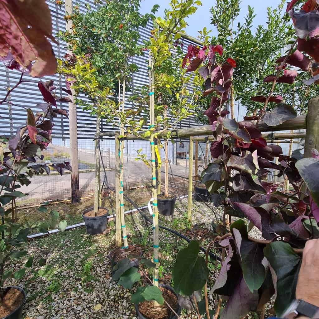 Magnolia kobus 12-14 HS